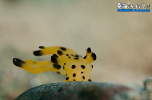 B L A C K & Y E L L O W
Nudibranch also known as Pokemon... by Irwin Ang 